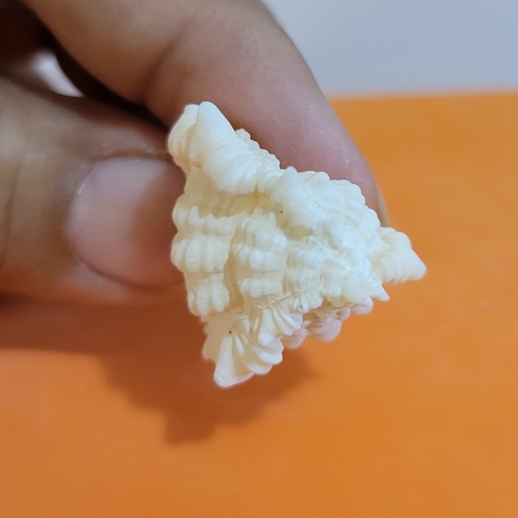 CABRITS MUREX Seashell - Picture 4 of 5